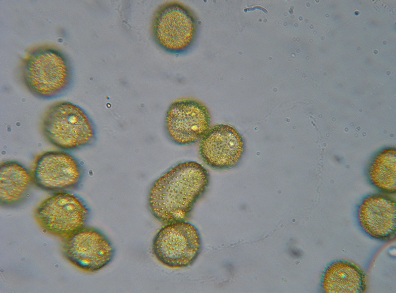 Perichaena corticalis